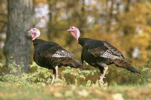Turkeys