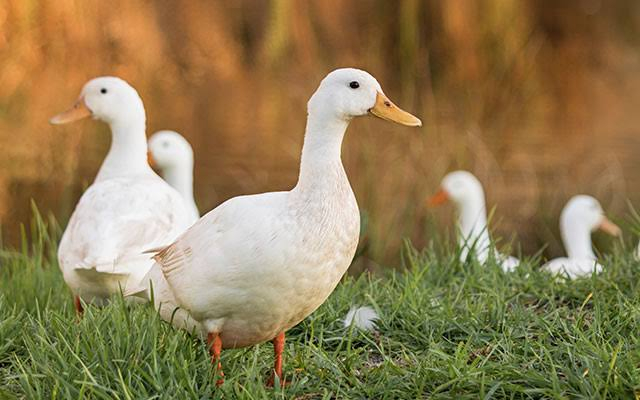 Ducks