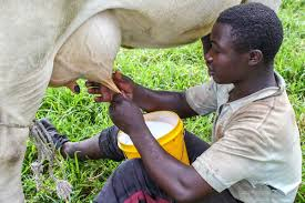 Cattle Products