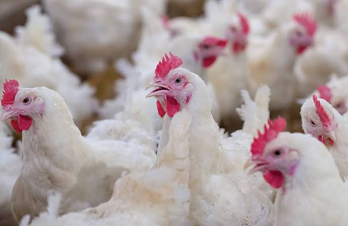 Broilers