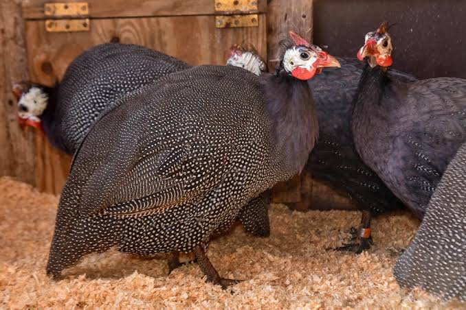 Guinea Fowls