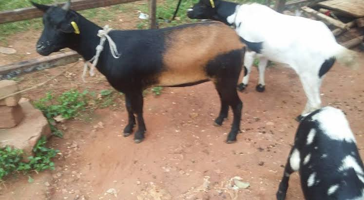 Goats